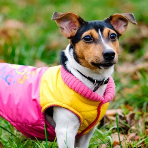 Fardo de ropa de perro mascota calidad primera